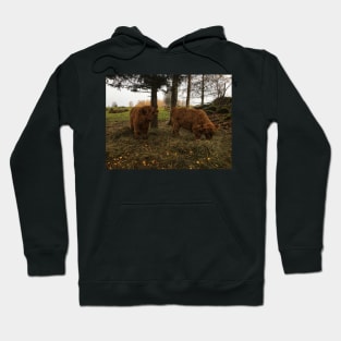 Scottish Highland Cattle Calves 1836 Hoodie